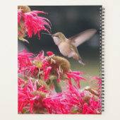 Hummingbird im Foto Planer (Rückseite)