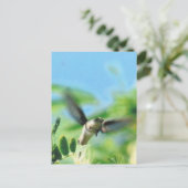 Hummingbird im Foto Postkarte (Stehend Vorderseite)