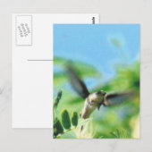 Hummingbird im Foto Postkarte (Vorne/Hinten)