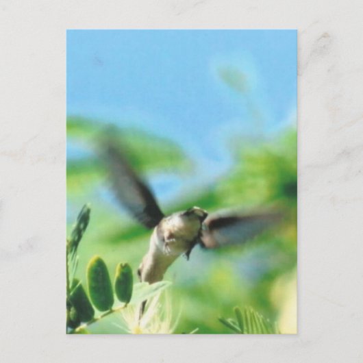 Hummingbird im Foto Postkarte (Vorderseite)