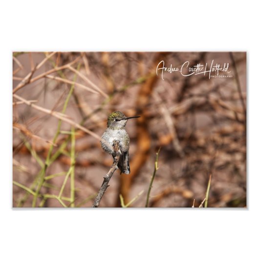 Hummingbird im Frieden Fotodruck (Vorne)
