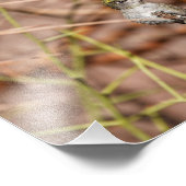 Hummingbird im Frieden Fotodruck (Ecke)