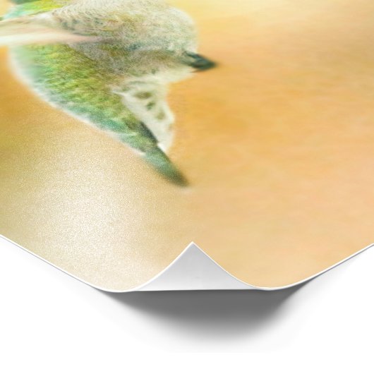Hummingbird im Frühmorgendlicht Fotodruck (Ecke)