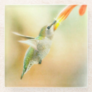 Hummingbird im Frühmorgendlicht Glasuntersetzer