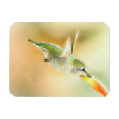 Hummingbird im Frühmorgendlicht Magnet (Horizontal)