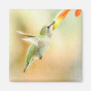 Hummingbird im Frühmorgendlicht Magnet