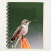 Hummingbird im Hudson Valley 2024 Planer (Vorderseite)
