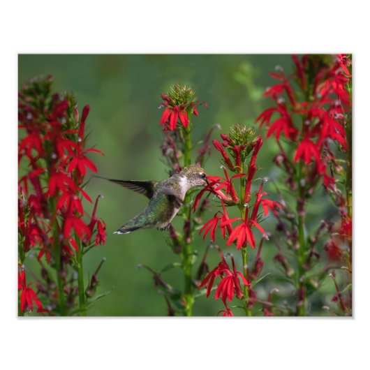 Hummingbird im Kardinal Blume Fotodruck (Vorne)