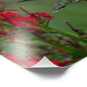 Hummingbird im Kardinal Blume Fotodruck (Ecke)