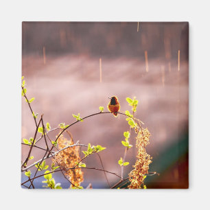 Hummingbird im Regendusche Magnet