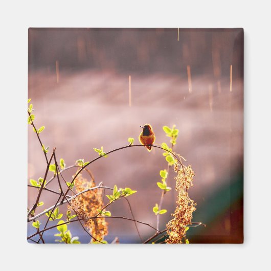 Hummingbird im Regendusche Magnet (Vorne)