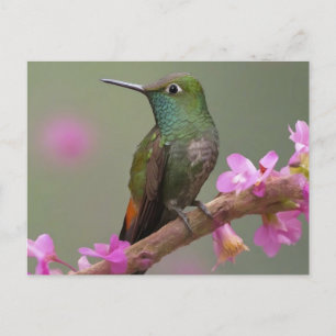 Hummingbird in der Erholung Postkarte