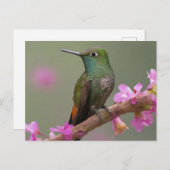 Hummingbird in der Erholung Postkarte (Vorne/Hinten)