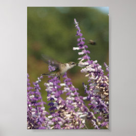 Hummingbird in einer mexikanischen Pflanze Zeichne Poster