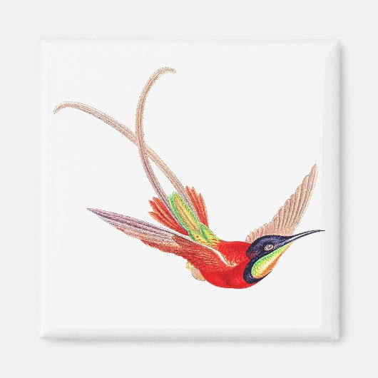 Hummingbird in Flight Magnet (Vorne)