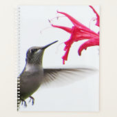 Hummingbird in Monarda Planer (Vorderseite)