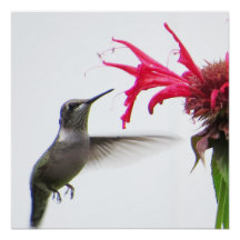 Hummingbird in Monarda