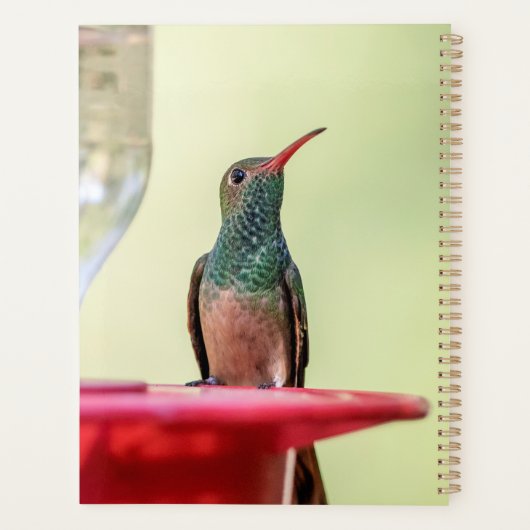 Hummingbird in Texas 2024 Planer (Rückseite)