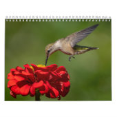 Hummingbird-Kalender mit einzigartigen Bildern Kalender (Titelbild)