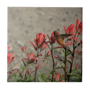Hummingbird-Kardinal-Blume Fliese