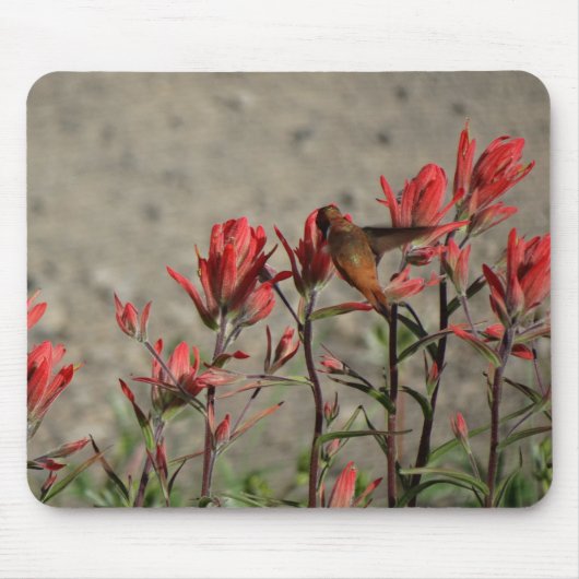 Hummingbird-Kardinal-Blume Mousepad (Vorne)