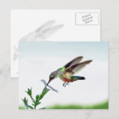 Hummingbird-Karte Postkarte (Vorne/Hinten)