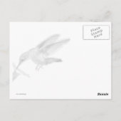 Hummingbird-Karte Postkarte (Rückseite)