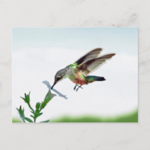 Hummingbird-Karte Postkarte