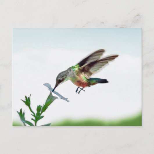Hummingbird-Karte Postkarte (Vorderseite)