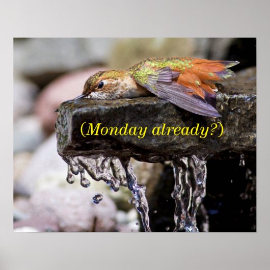 Hummingbird lehren im Wasser Poster (Vorne)