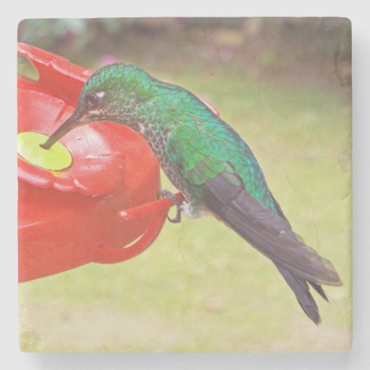 HUMMINGBIRD/LILA SABREWING/STONE-UNTERSETZER STEINUNTERSETZER (Vorderseite)