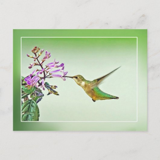 Hummingbird Lunch Postkarte (Vorderseite)