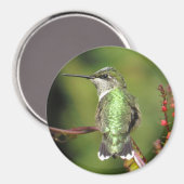 Hummingbird Magnet (Vorderseite/Rückseite)