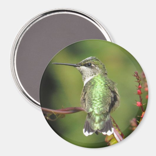 Hummingbird Magnet (Vorderseite/Rückseite)