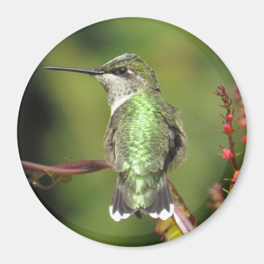 Hummingbird Magnet (Vorne)