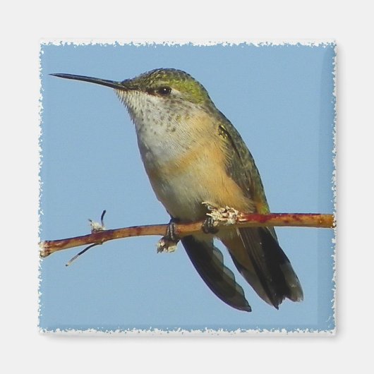 Hummingbird. Magnet (Vorne)