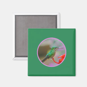 HUMMINGBIRD MAGNET