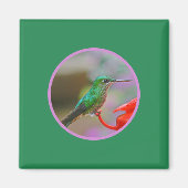 HUMMINGBIRD MAGNET (Vorne)