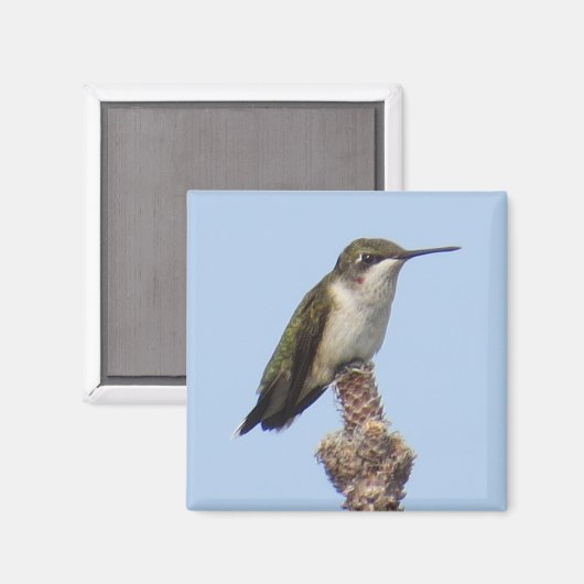 Hummingbird Magnet (Vorderseite/Rückseite)