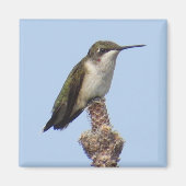 Hummingbird Magnet (Vorne)