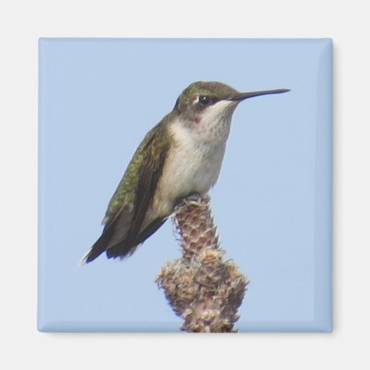 Hummingbird Magnet (Vorne)