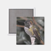 Hummingbird. Magnet (Vorderseite/Rückseite)