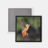 Hummingbird Magnet (Vorderseite/Rückseite)