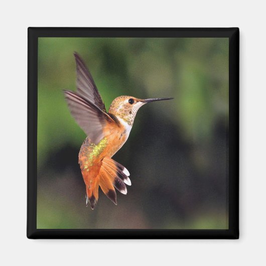 Hummingbird Magnet (Vorne)