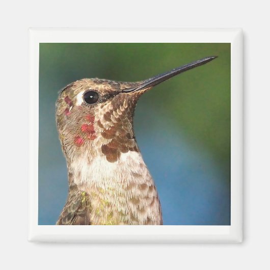 Hummingbird Magnet (Vorne)