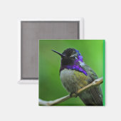 Hummingbird Magnet (Vorderseite/Rückseite)