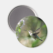 Hummingbird Magnet (Vorderseite/Rückseite)