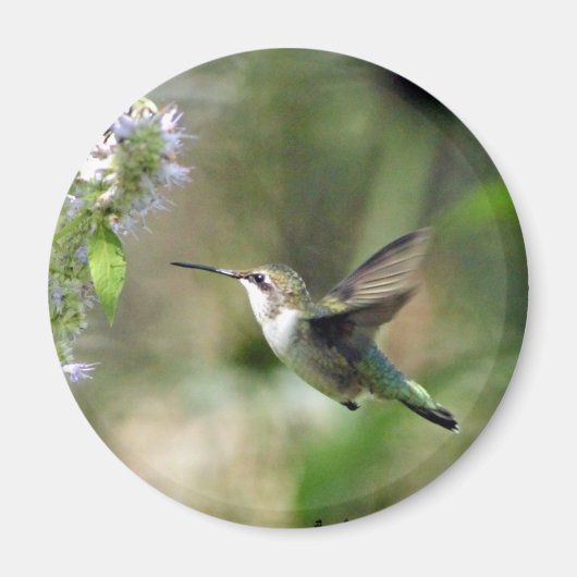 Hummingbird Magnet (Vorne)