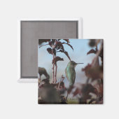 Hummingbird Magnet (Vorderseite/Rückseite)