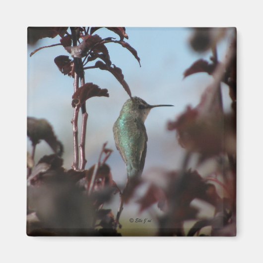 Hummingbird Magnet (Vorne)
